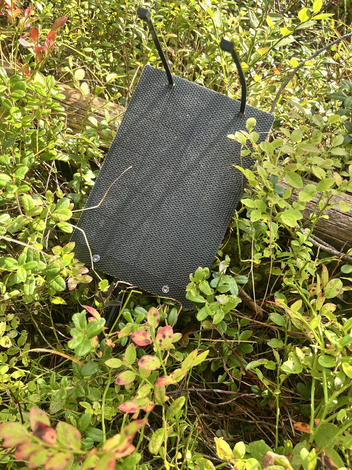A coverage node in the forest. There are no hills here, so the height comes from a tree.